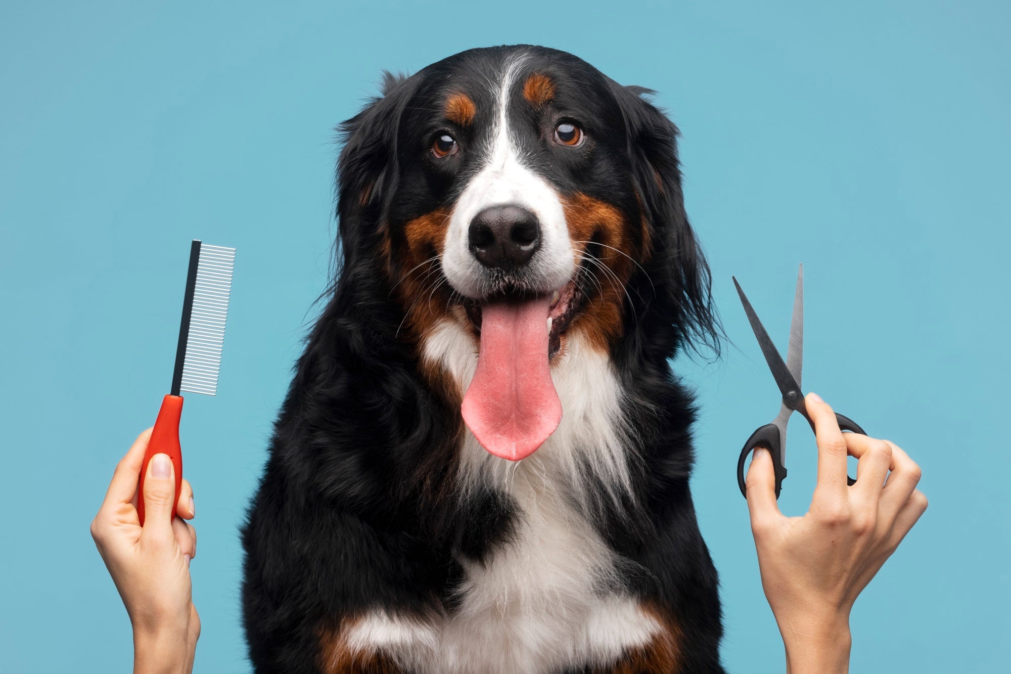 The Importance of Grooming in Pet Care