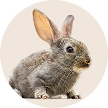 Rabbits/ Gennie Pigs/ Hamster