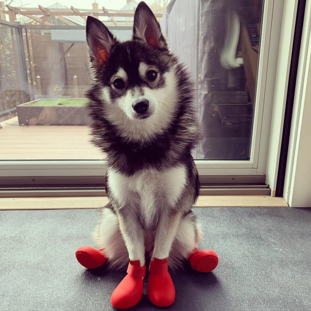 Fashion Teddy Pet Can Not Fall Off The Foot Cover