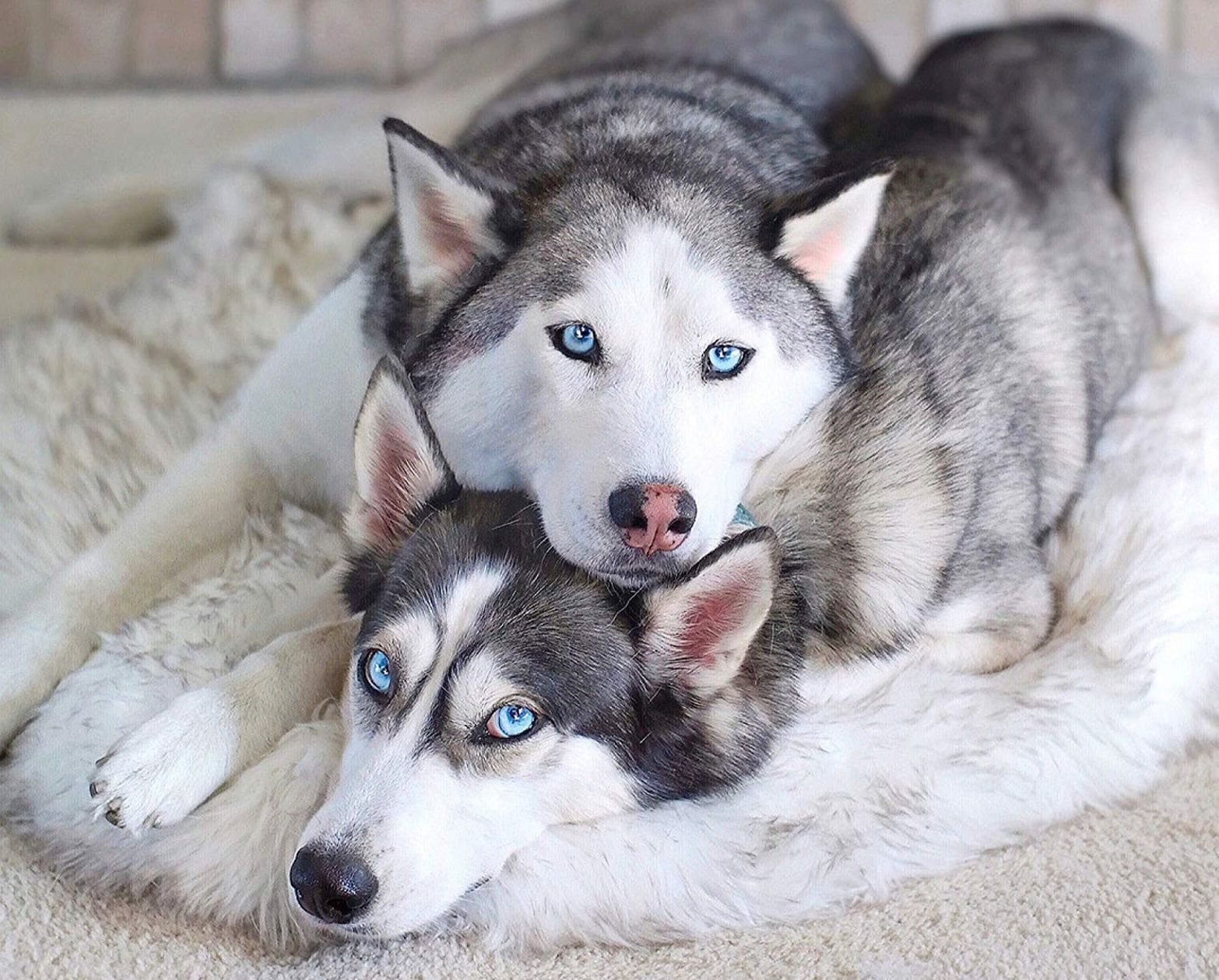 Memory Foam Fur Plush Pet Mat Blanket