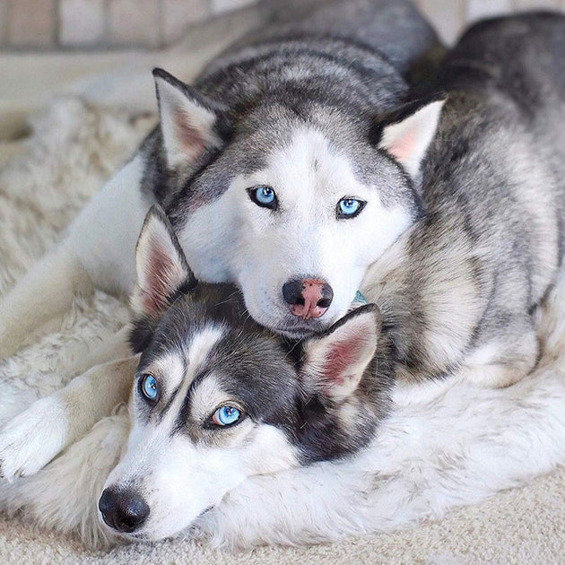 Memory Foam Fur Plush Pet Mat Blanket
