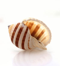 5f01076d65f74be060ec14ed42358df3