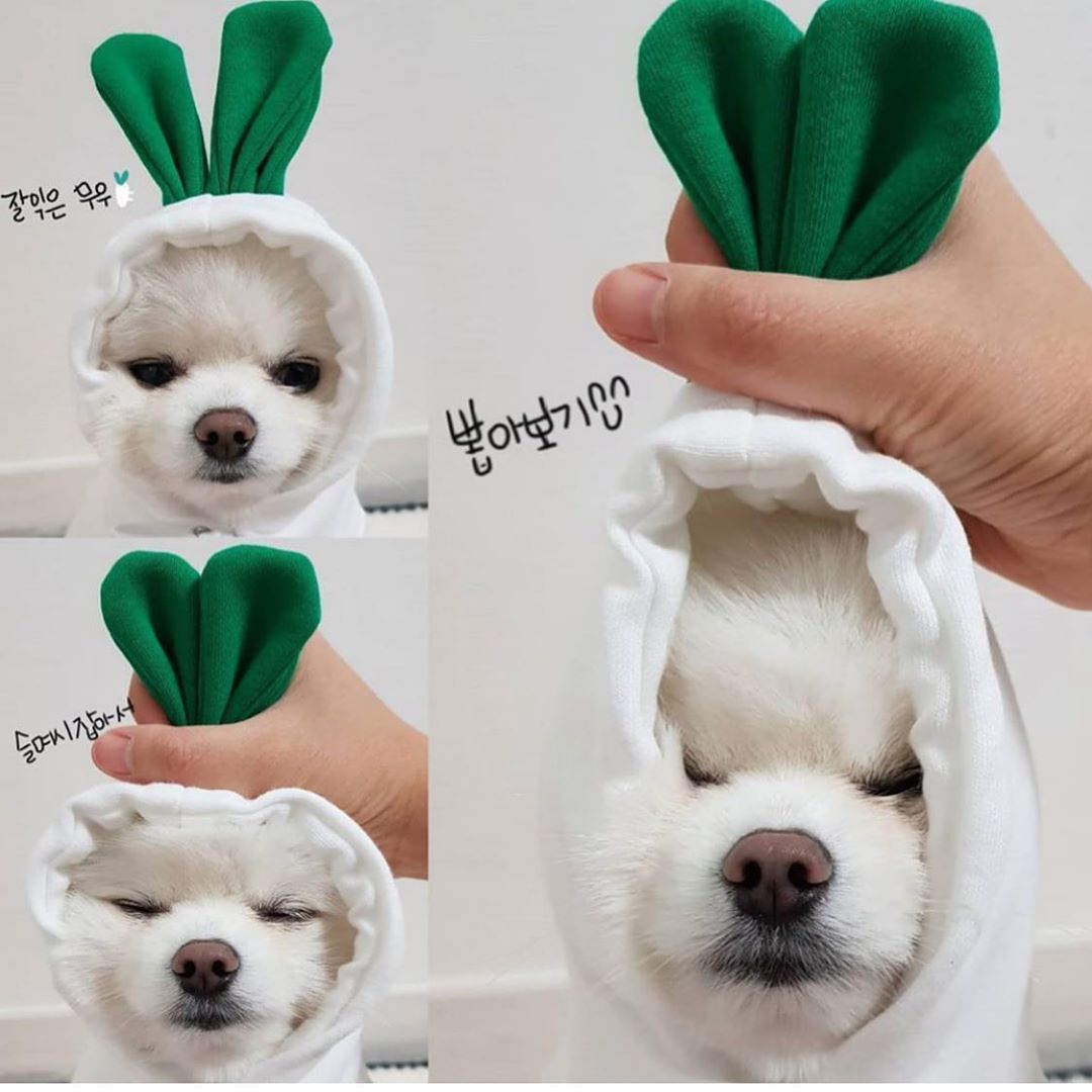 [not suitable] Cute Fruit Dog Hoodie