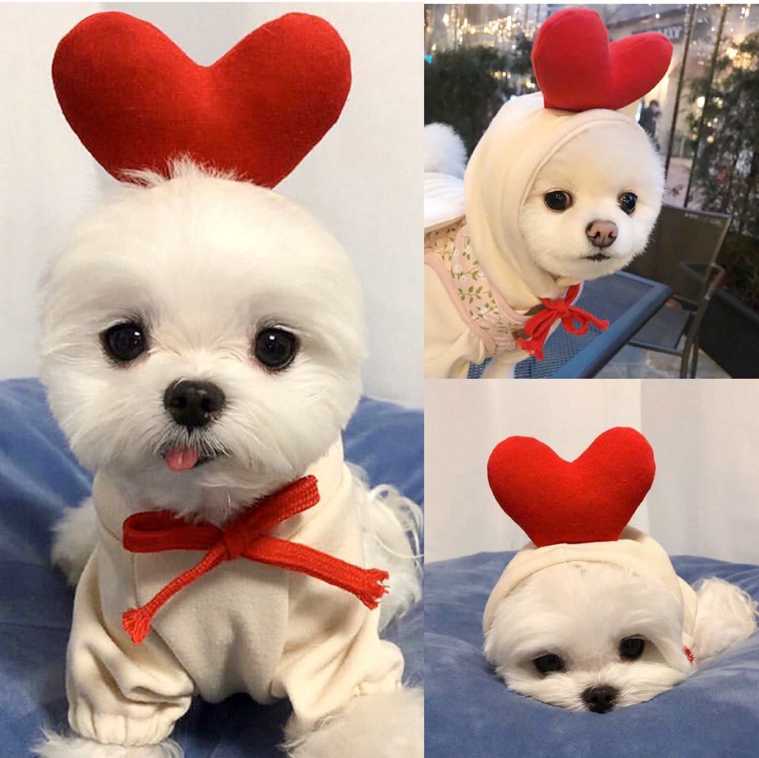 [not suitable] Cute Fruit Dog Hoodie