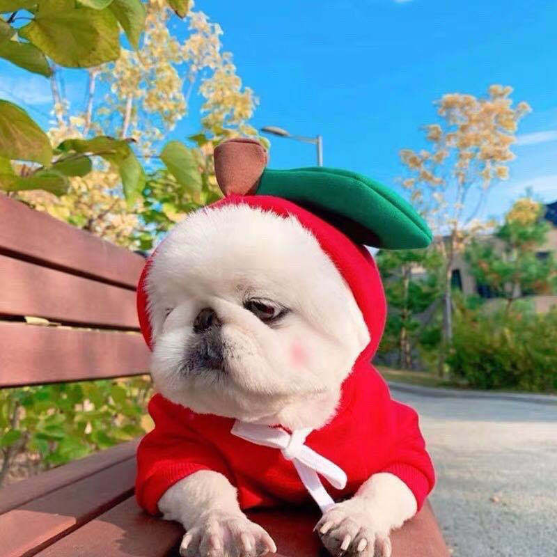 [not suitable] Cute Fruit Dog Hoodie