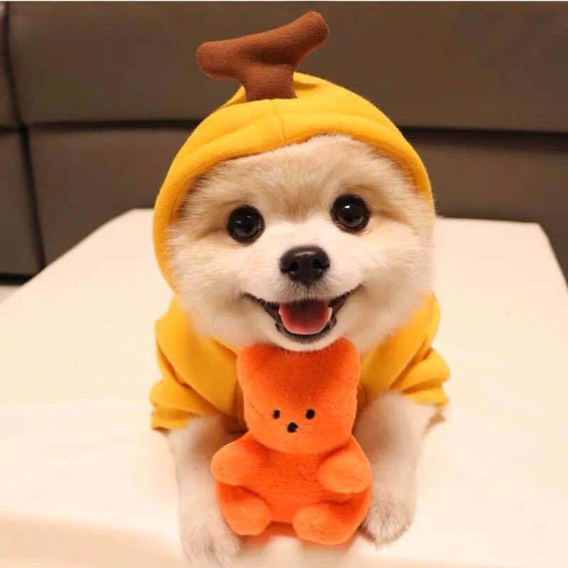 Cute Fruit Dog Hoodie