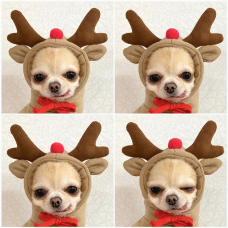 [not suitable] Cute Fruit Dog Hoodie
