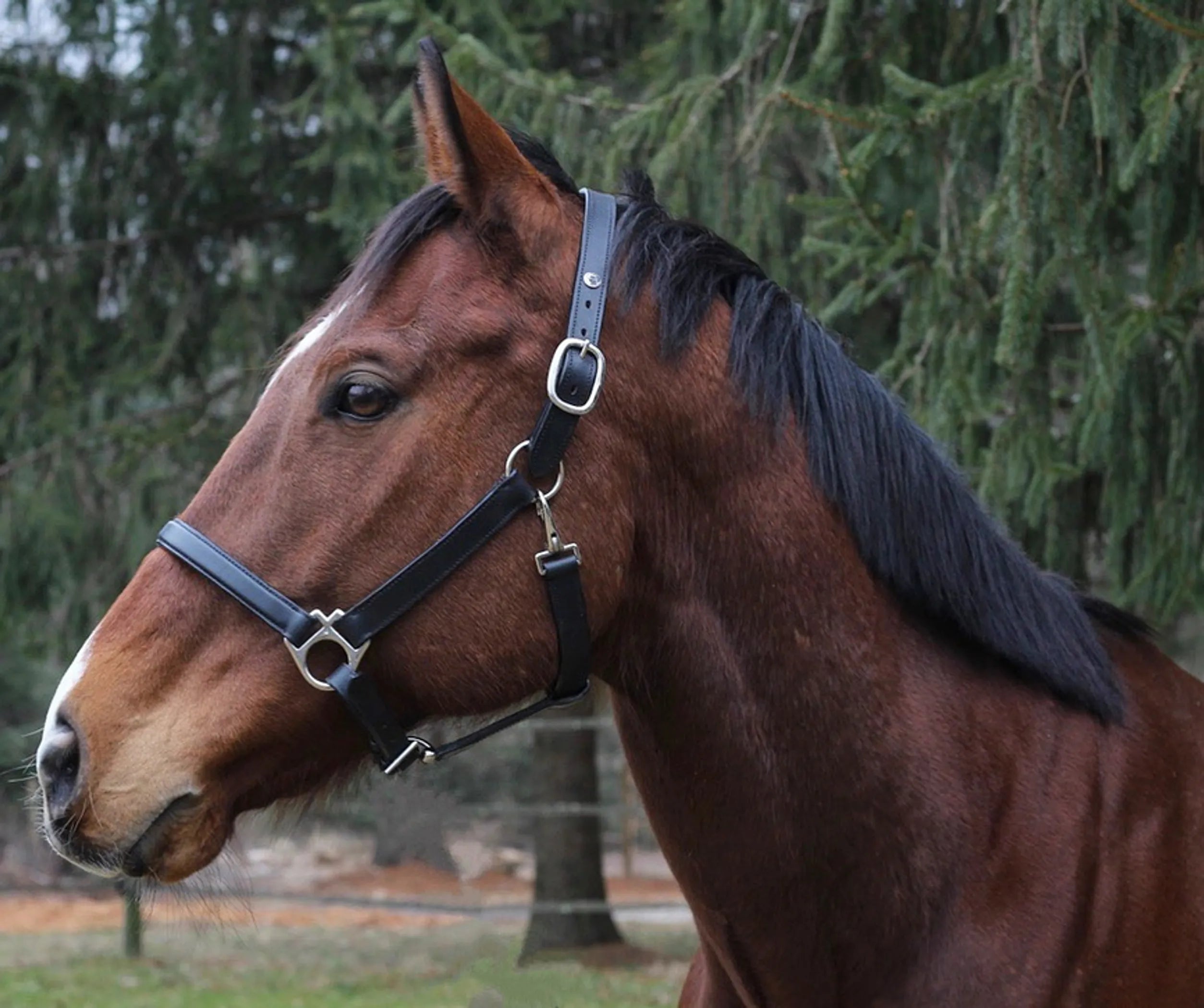 Henri de Rivel Everyday Halter