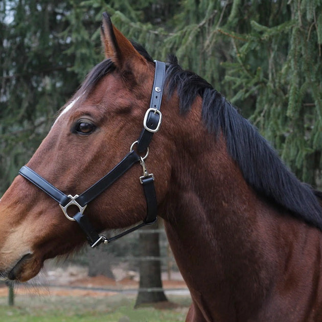 Henri de Rivel Everyday Halter