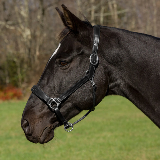 Henri de Rivel Pro Fancy Padded Rolled Throat Triple Stitched Halter