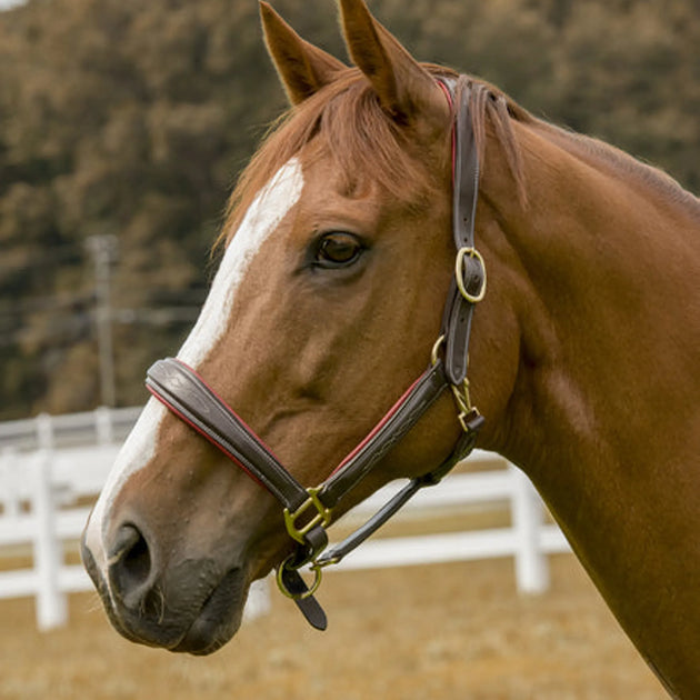 Henri de Rivel Cahill Padded Halter