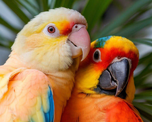 Pet Birds