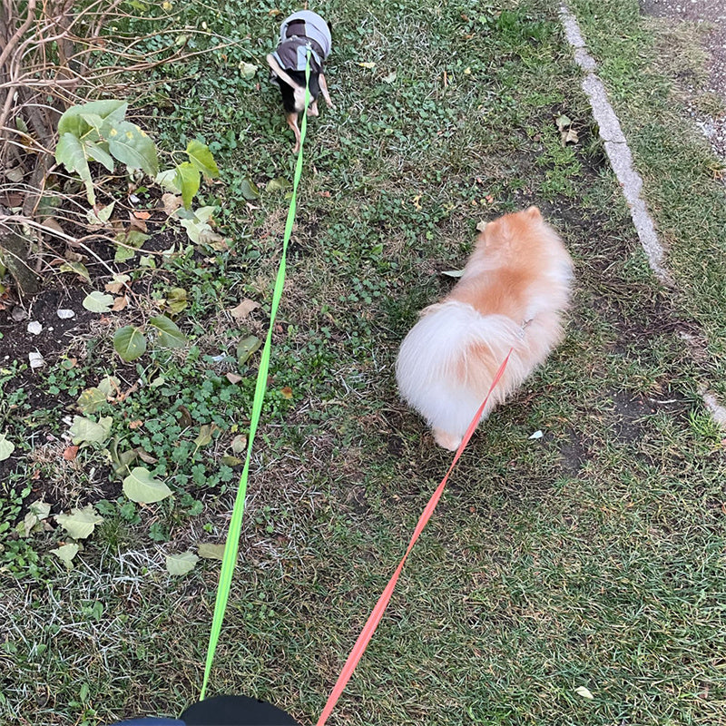 Dual Retractable Leash