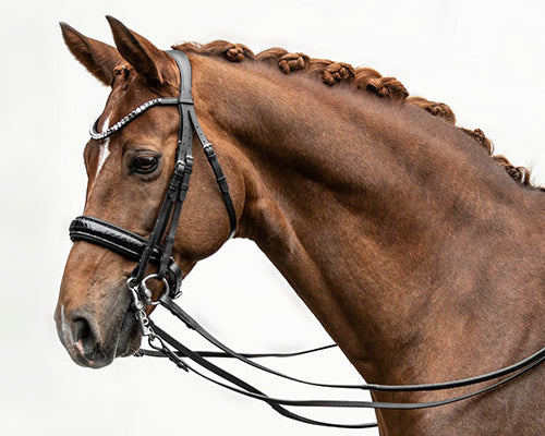 Horses
