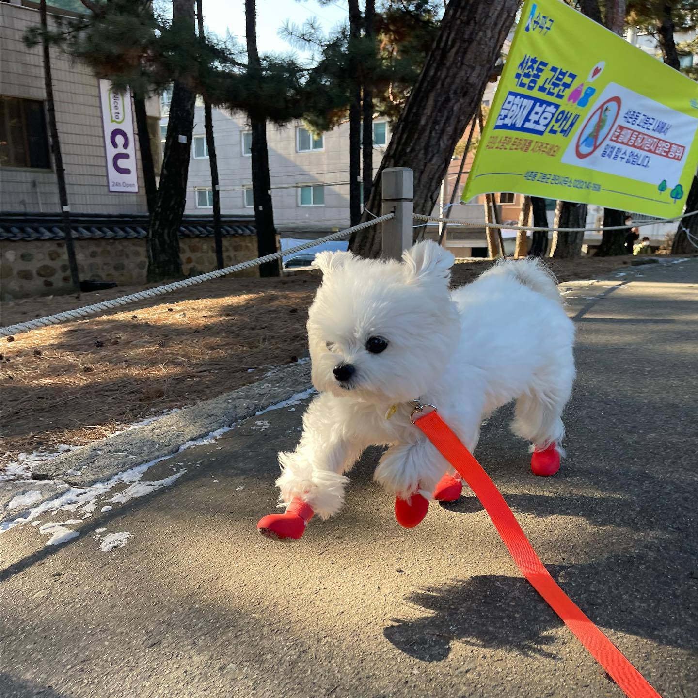Fashion Teddy Pet Can Not Fall Off The Foot Cover
