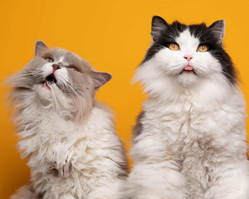 Cats