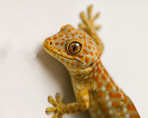 Reptiles