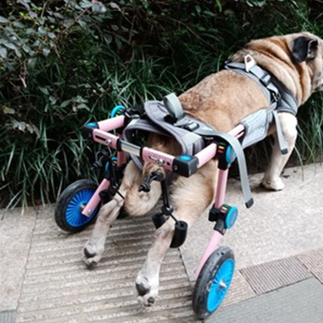 Cat-assisted Teddy Pet Dog Hind Leg Brace