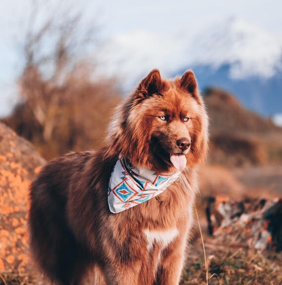 Western Dog Bandanas