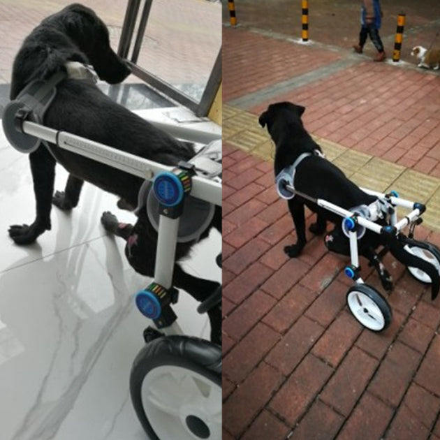Cat-assisted Teddy Pet Dog Hind Leg Brace