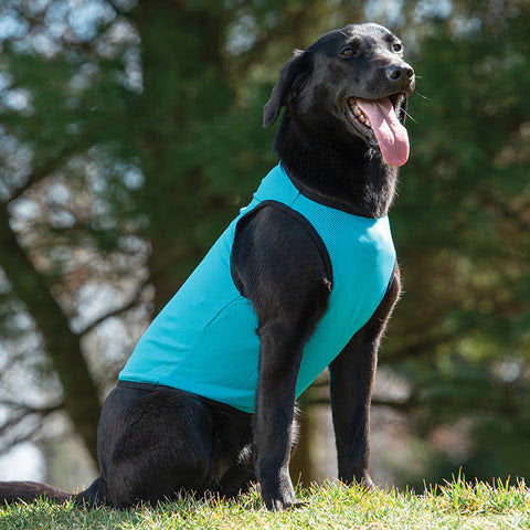 Rodeo Dog Cooling Vest